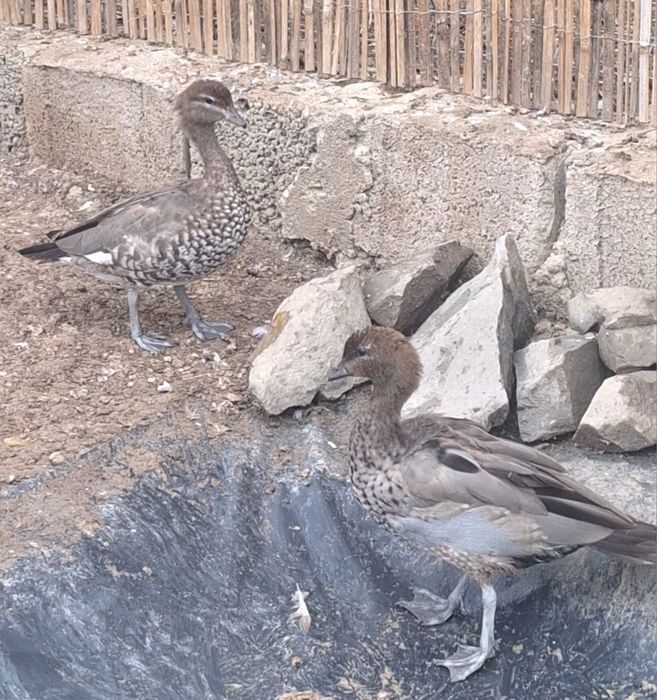 Rațe Fluierătoare, gâște Călugăr, gâște cu coamă