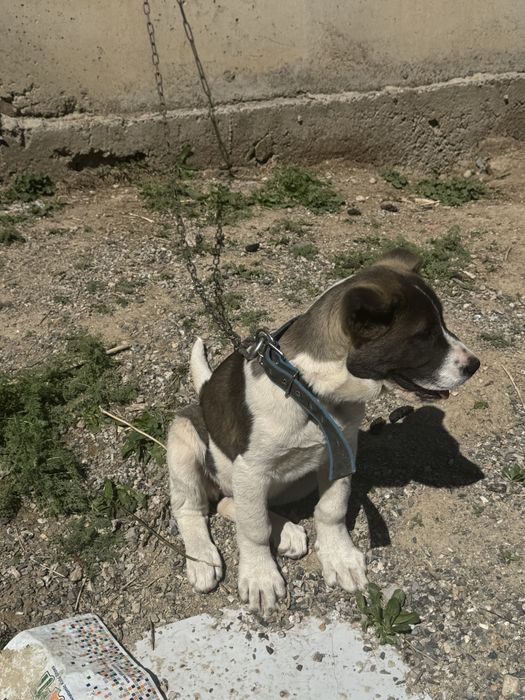 Күшік линия қарабас!!!