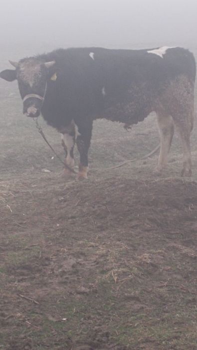 Бука 1.6жасар сатылады