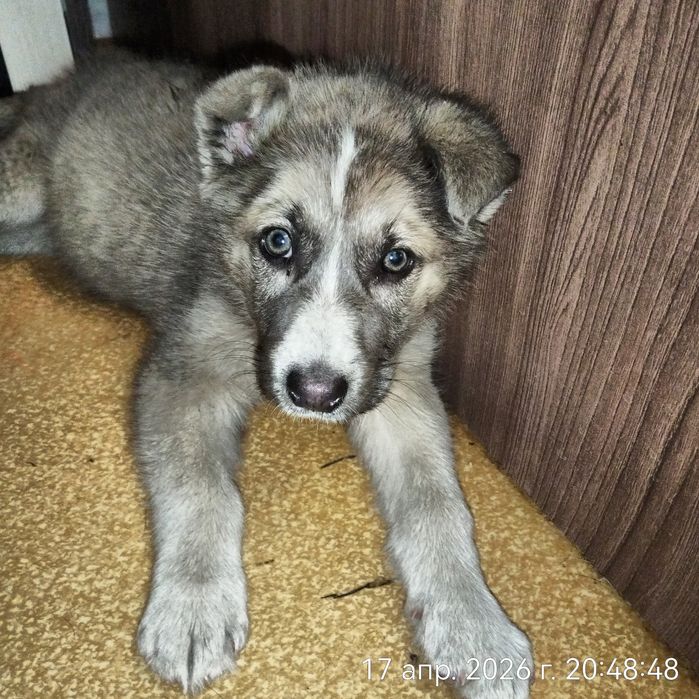 Щенок девочка в поисках дома