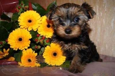 Щенки  йоркширского терьера