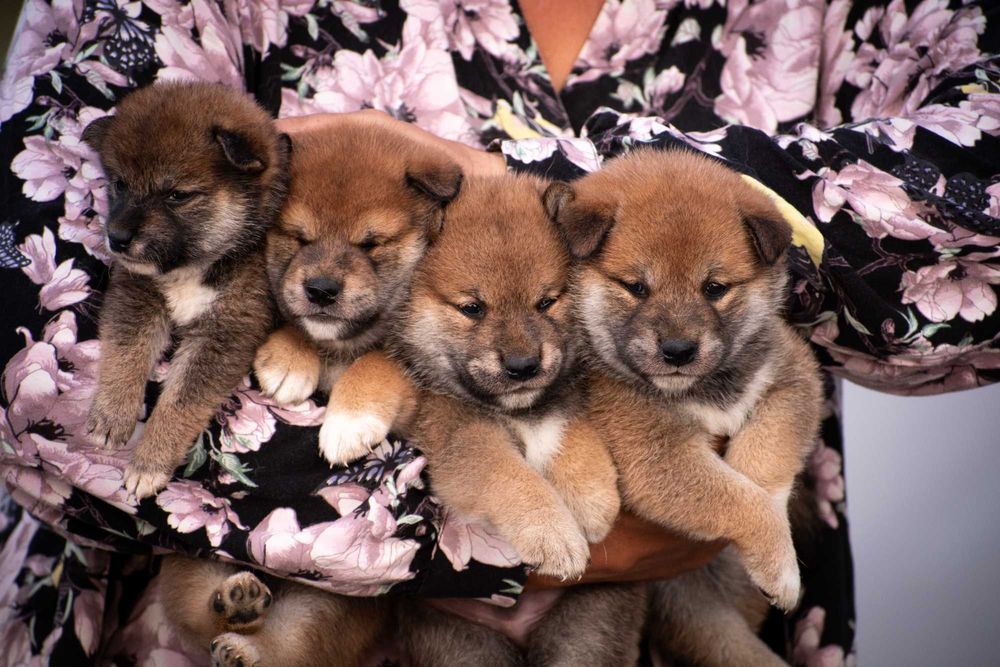 Шиба ину бебета продажба