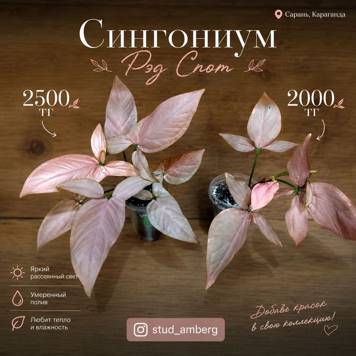 Сингониум 1  сингониум