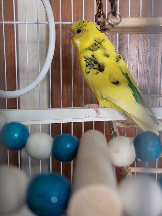 Волнистый попугай