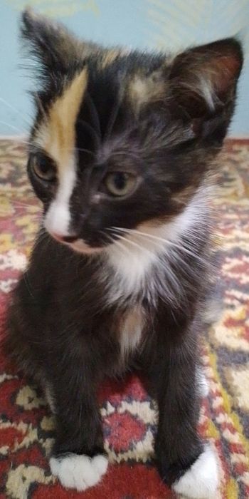 Котята в добрые руки Хадияга мушукчалар