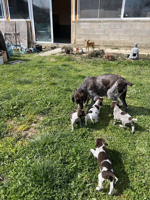 Немски късокосмест пойнтер (Курцхаар)