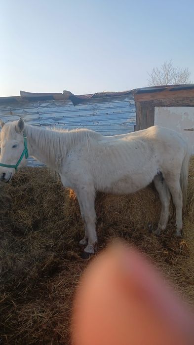 Буаз бие сатам 2 бас