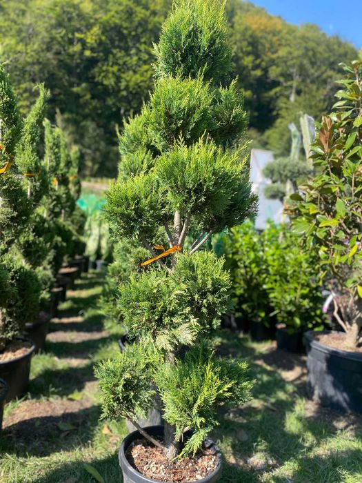 maslin  bonsai   plante   decorative