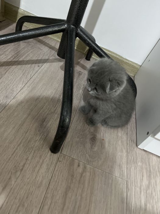 Шотландская Вислоуха