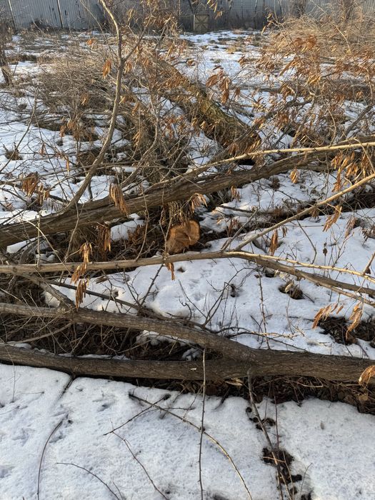 Карагач дрова продам