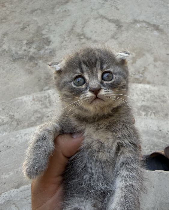 Мушук  Шотландский Вислоухи