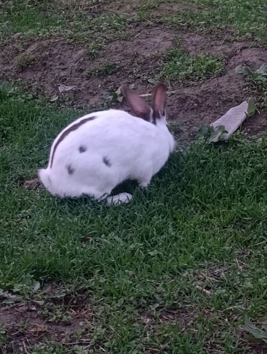 Babichka quyon sotiladi