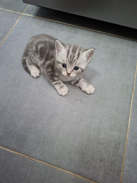 Продам котят британцы