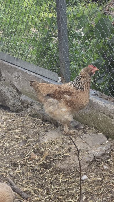 Продаются подросшие куры.