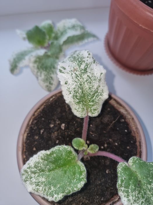 Фиалка очень красивая