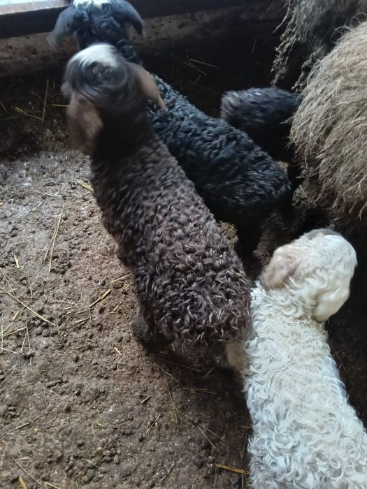 Продам Баранов с Ягнятами