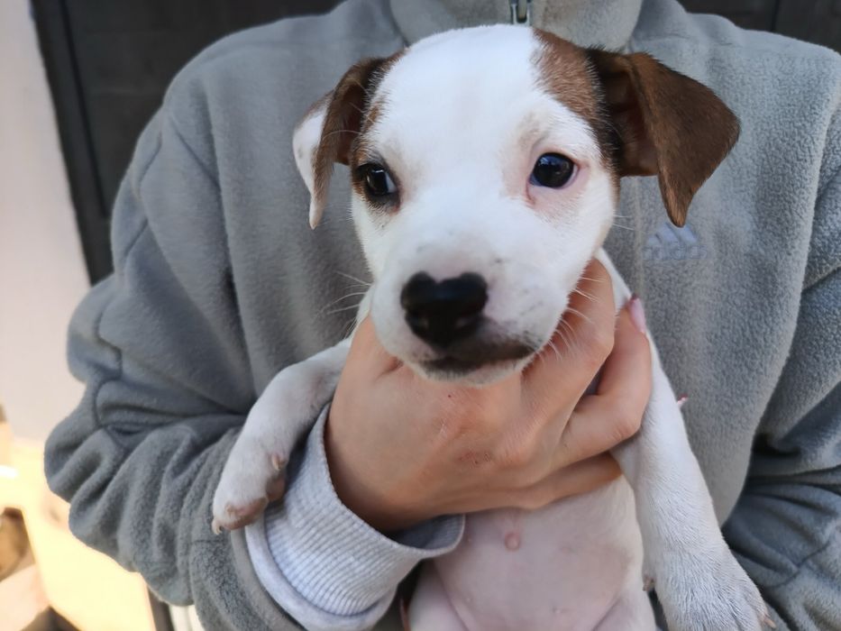 Джак Ръсел мини.