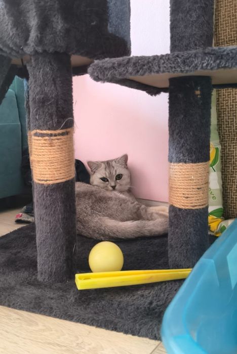 Продам Серебристый британка девочка звонит только по номеру и уточните