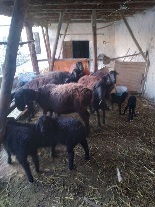 Ona bola qozoqi quylar