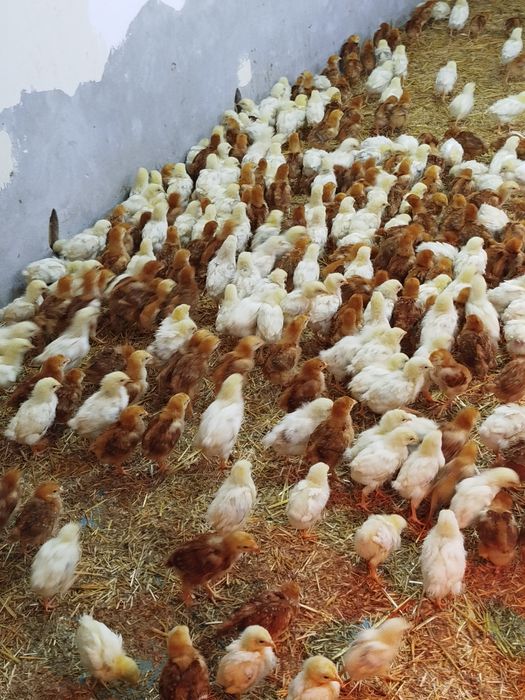 24-kunlik chexiyani dominant joʻjalari sotiladi