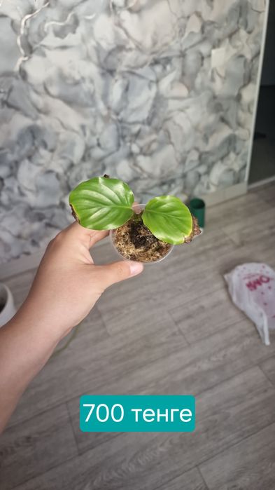 комнатные цветы продаются