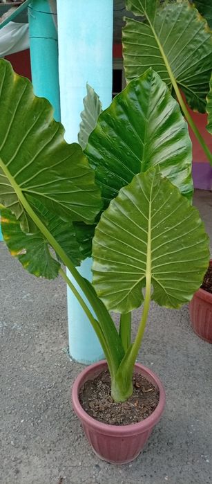 Fil quloq guli tabiiy  manzarali gul 3 ta 2tasi kichik tuvakda 1 katta