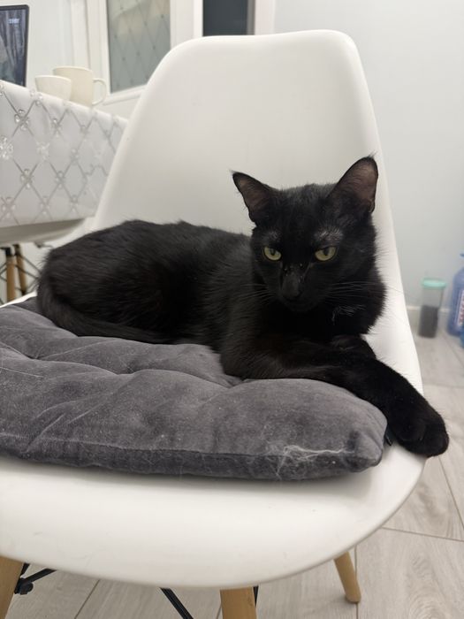 Отдам кота в добрые руки