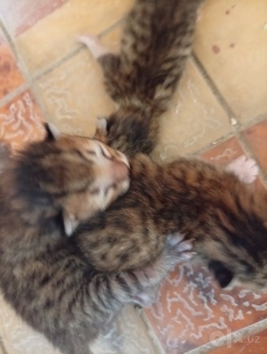 Котёнок мальчик и девочка