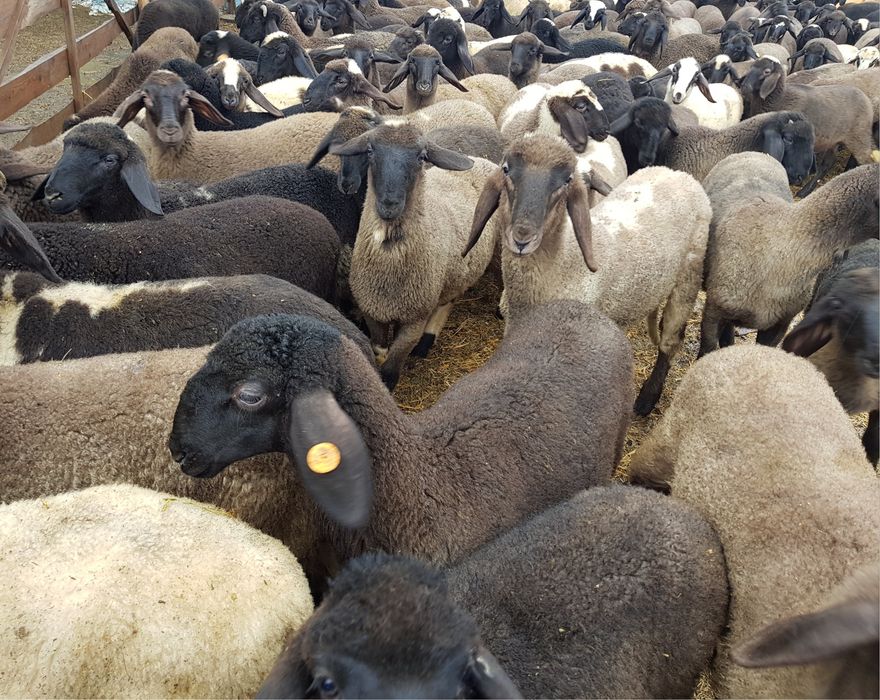 Продавам агнета различни килограми