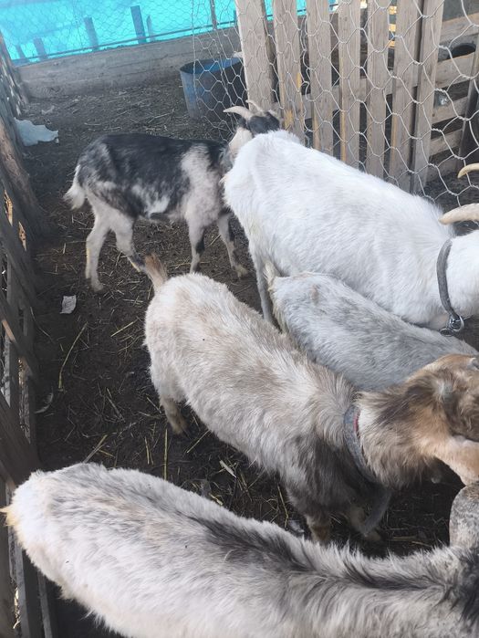 Ешки теке сатамын