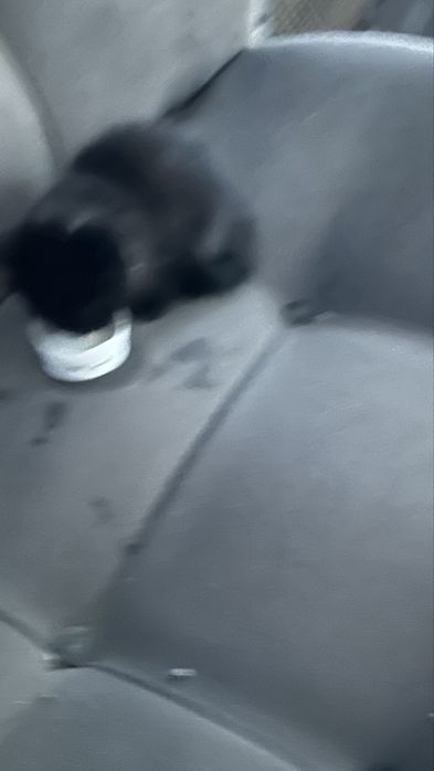 Котенок бесплатно