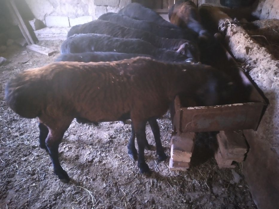 Qurbonlik uchun sifatli be nuqson qulog'i butun Quchqorllar bor