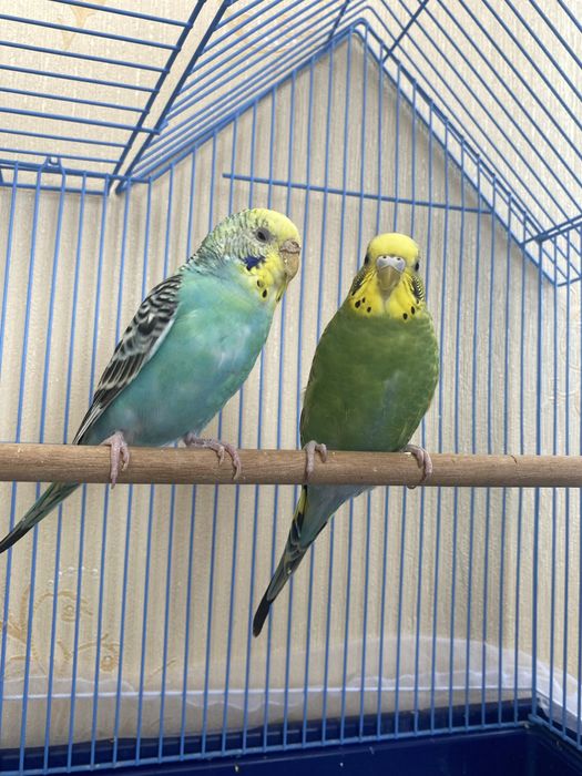 Продам клетку для попугая