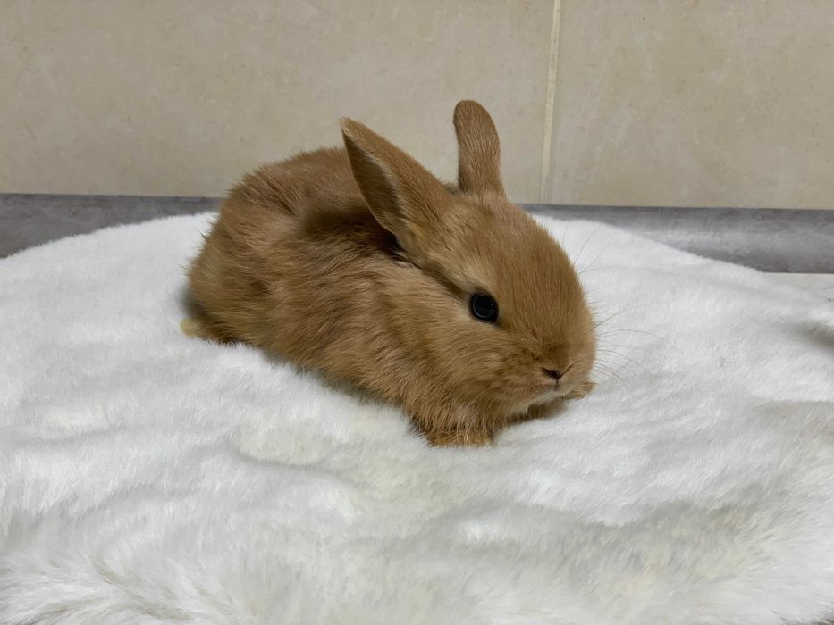 Кролики декоративные