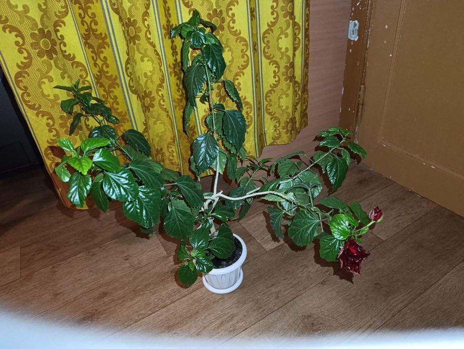 Гибискус или в простонародье Китайская роза
