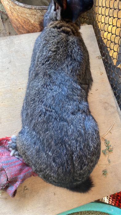 продам кроликов в большой количестве