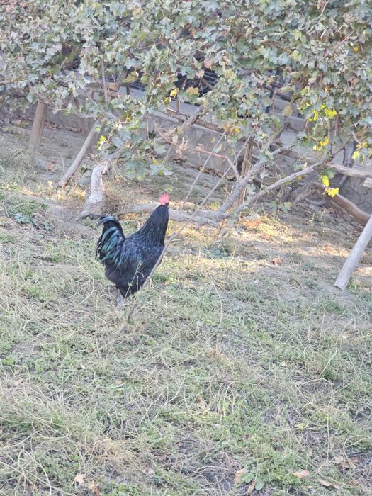 Bramalar va Jersey Giant xurozlar sotiladi, 5–7 oylik sog‘lom zotlar!