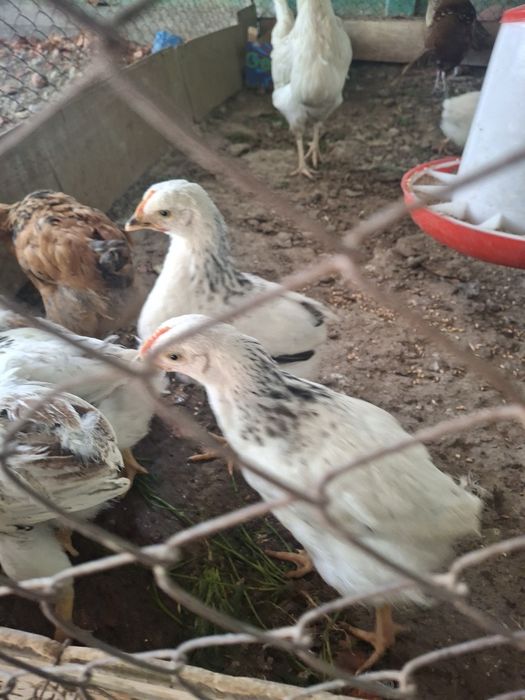 Кучен, адлер балапандар.