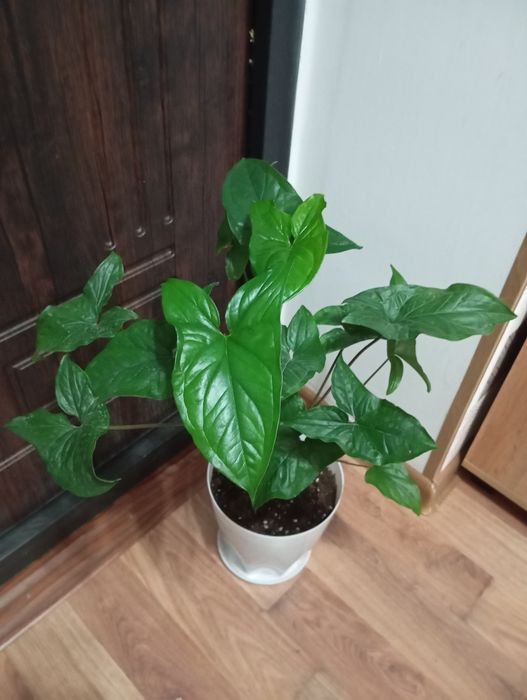 Продам комнатные растения