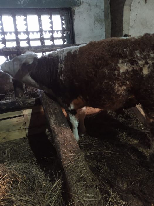 Продам быка Симментальской породы