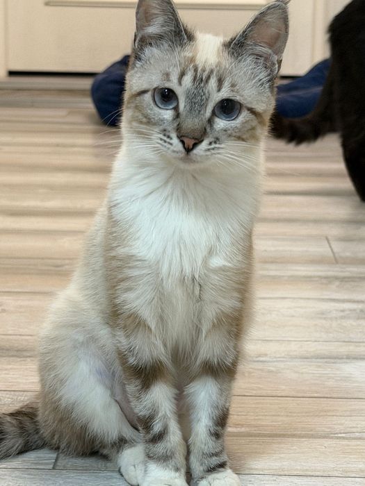 Кошечка Варя,красотка!