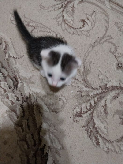 Отдам котят в добрые руки!