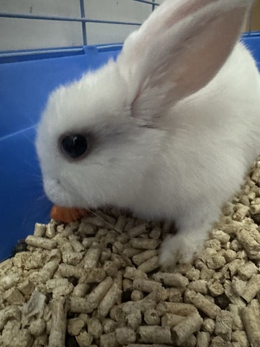 Продам декоративного крольченка