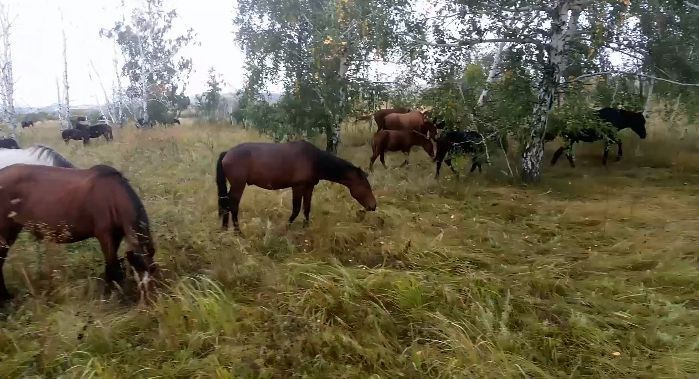 Жылқылар сатам бір үйір