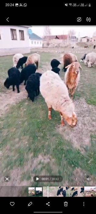 Қозылы қой сатылады