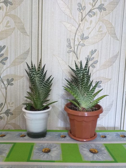 Продам кактусы