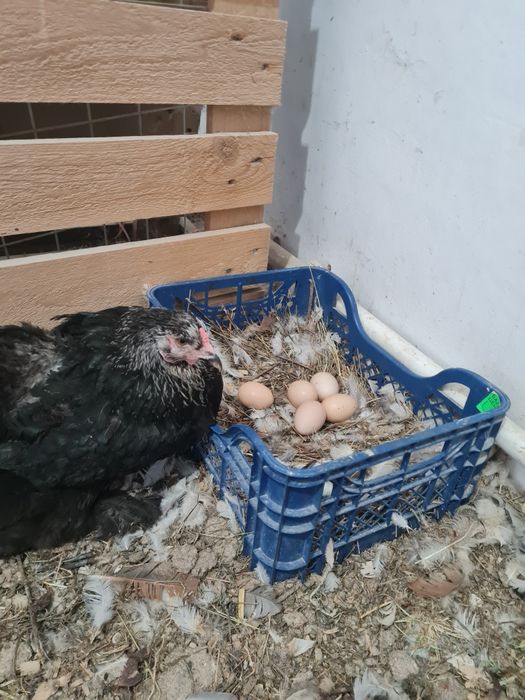 Продам яйцо домашних кур