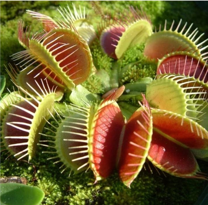 Venus flytrap Plantă carnivoră