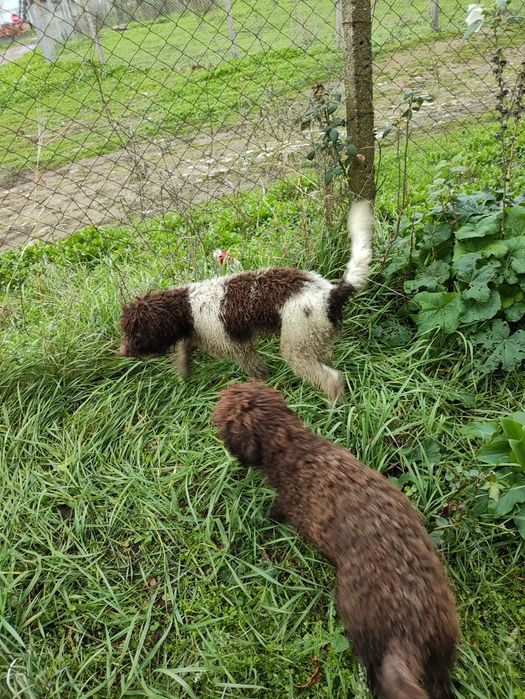 Продавам Лагото Романьоло