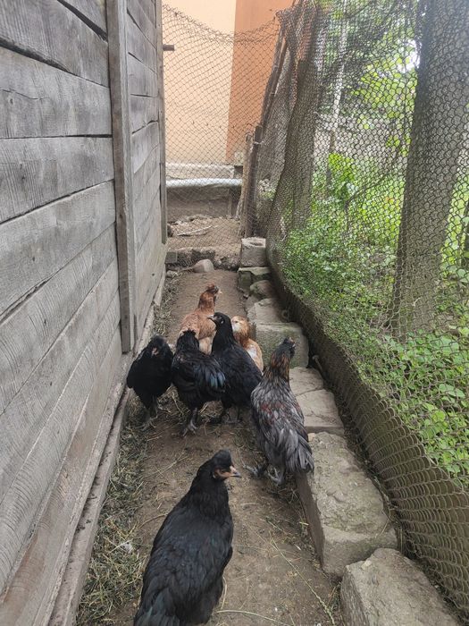 Maternitate pui, și cocoși la 3 luni (50-60) bucata